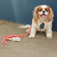 Spiced Coral Rope Dog Leash-3
