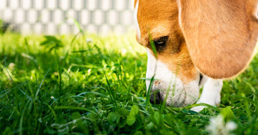 The Most Googled Pet Questions—Answered!