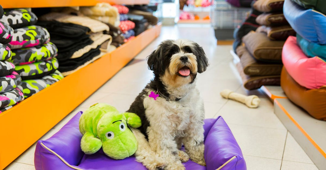 7 Everyday Essentials Every Pet Parent Should Have at Home