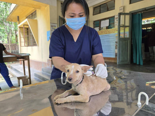 Common Health Issues in Pets: Signs, Prevention, and At-Home Recommendations