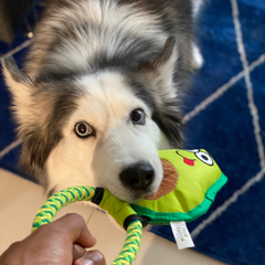 Avo Doggo-2
