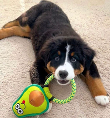 Avo Doggo-3
