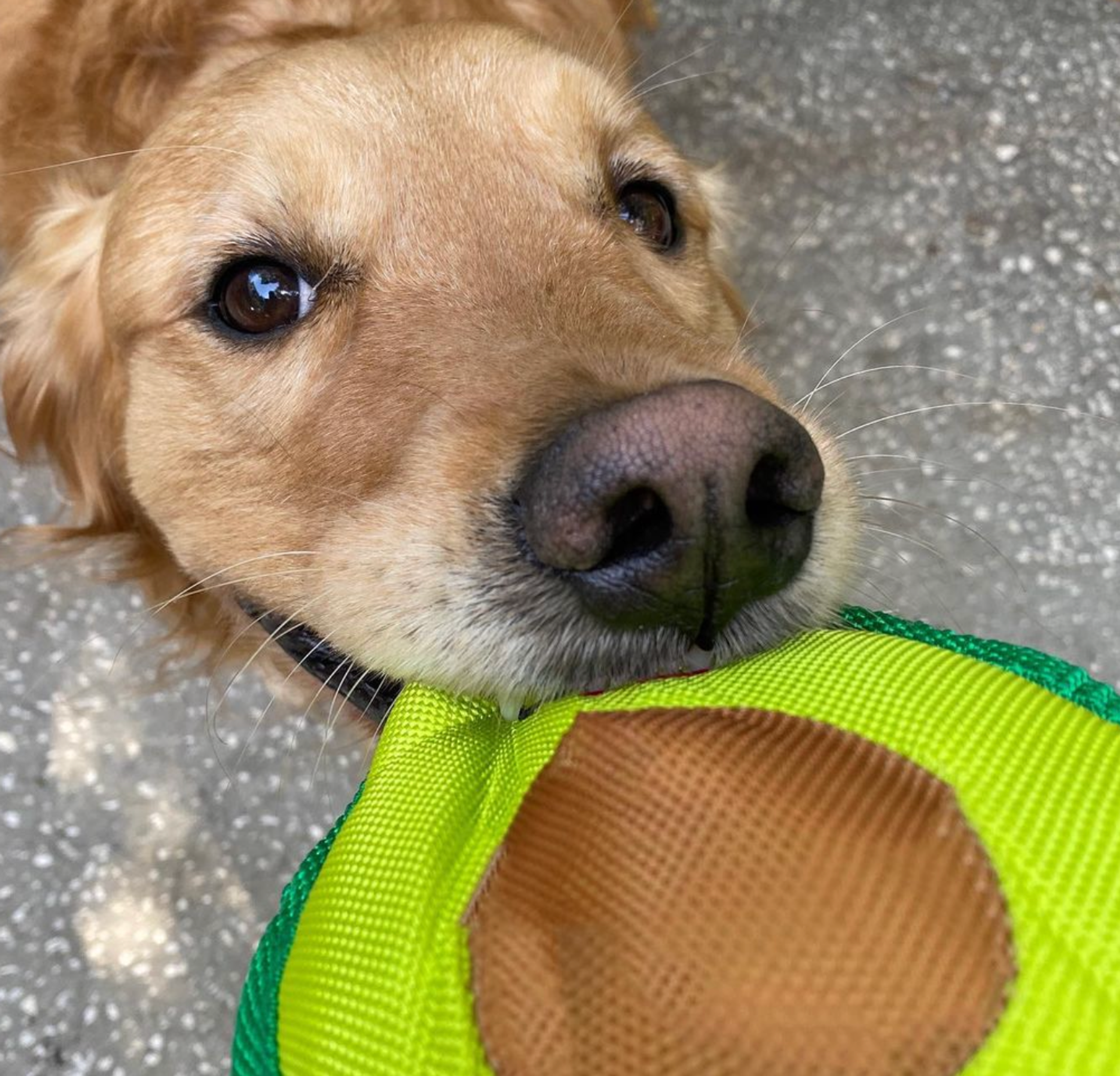 Avo Doggo-4