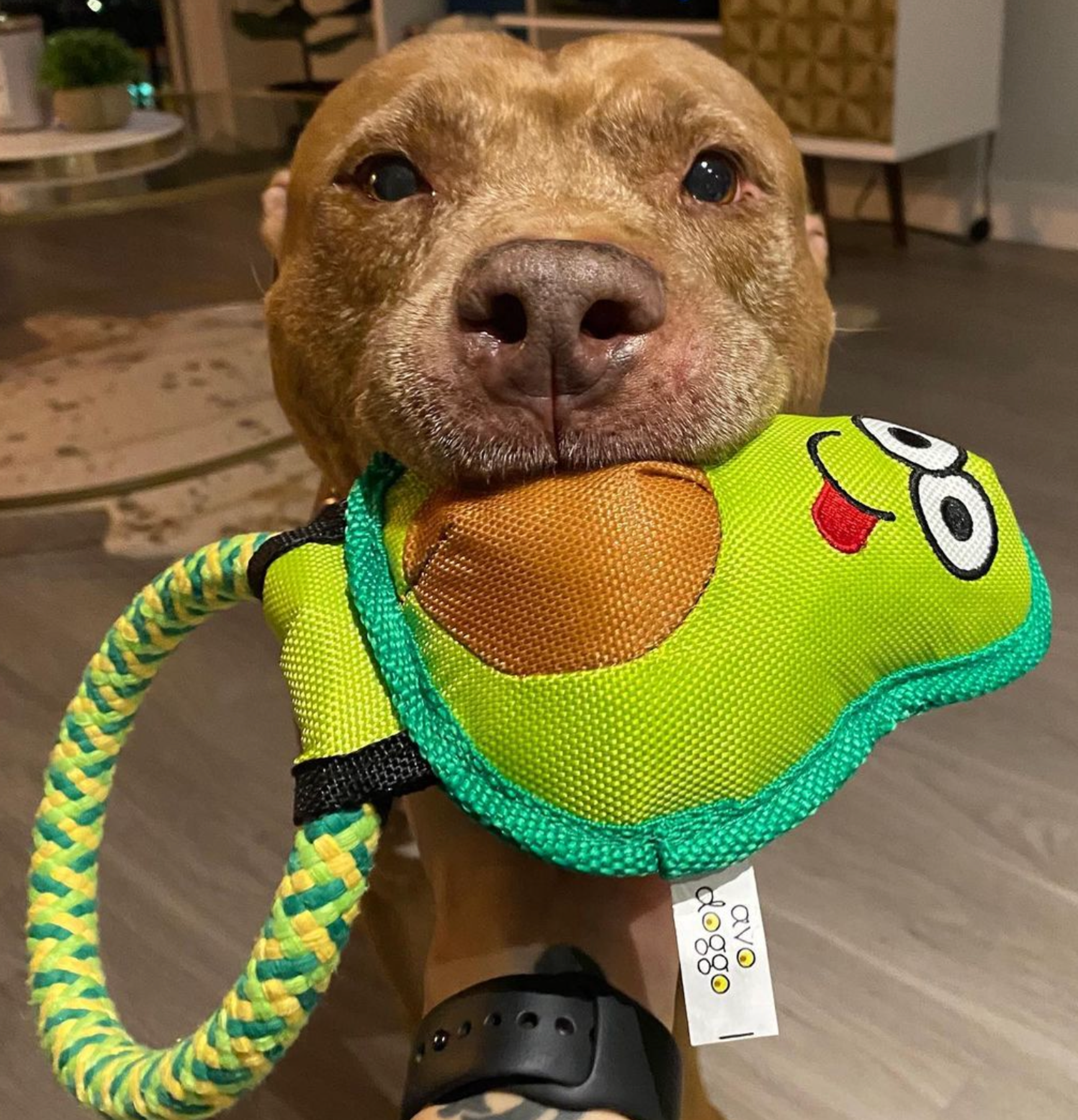 Avo Doggo-5