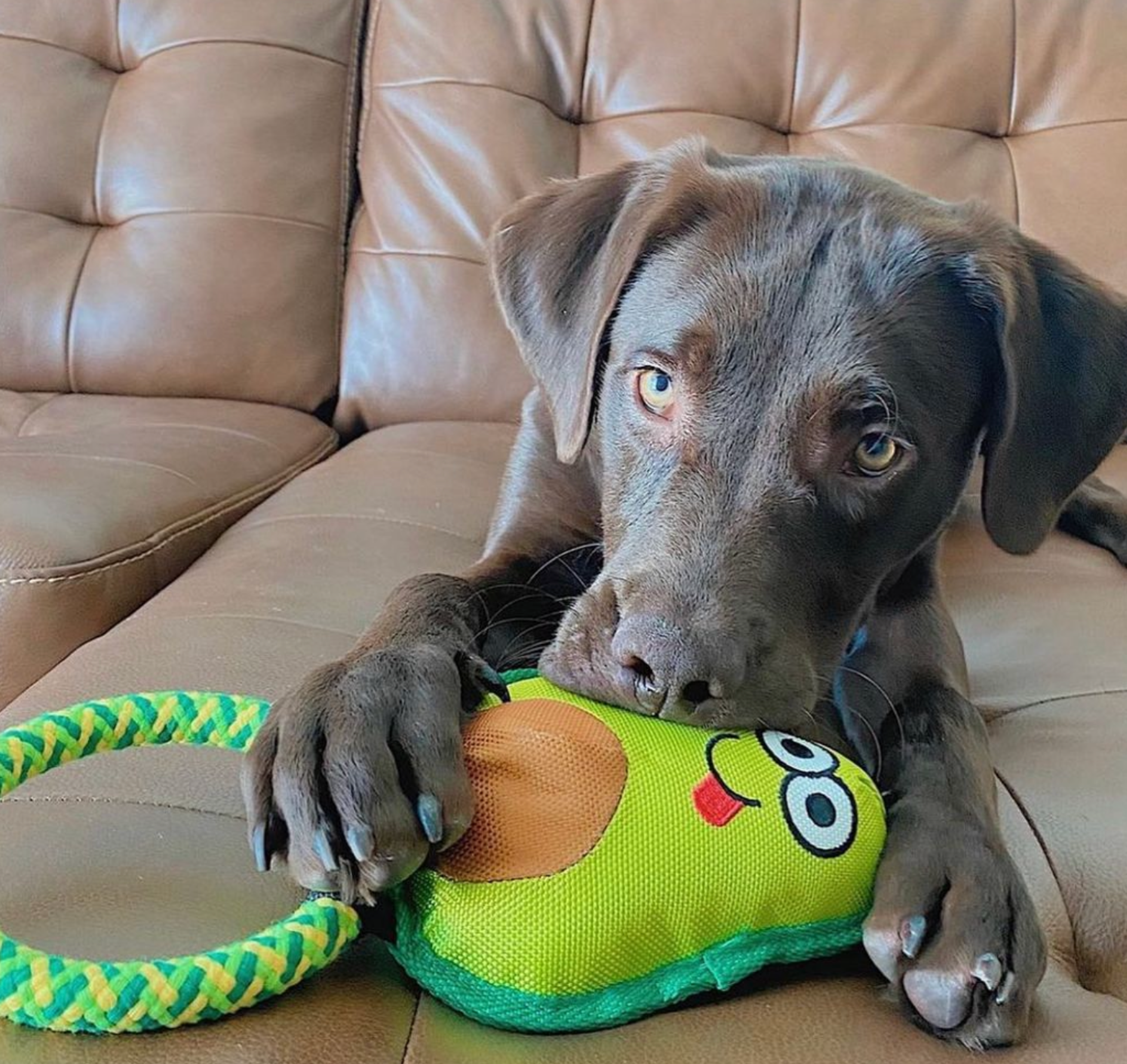 Avo Doggo-6
