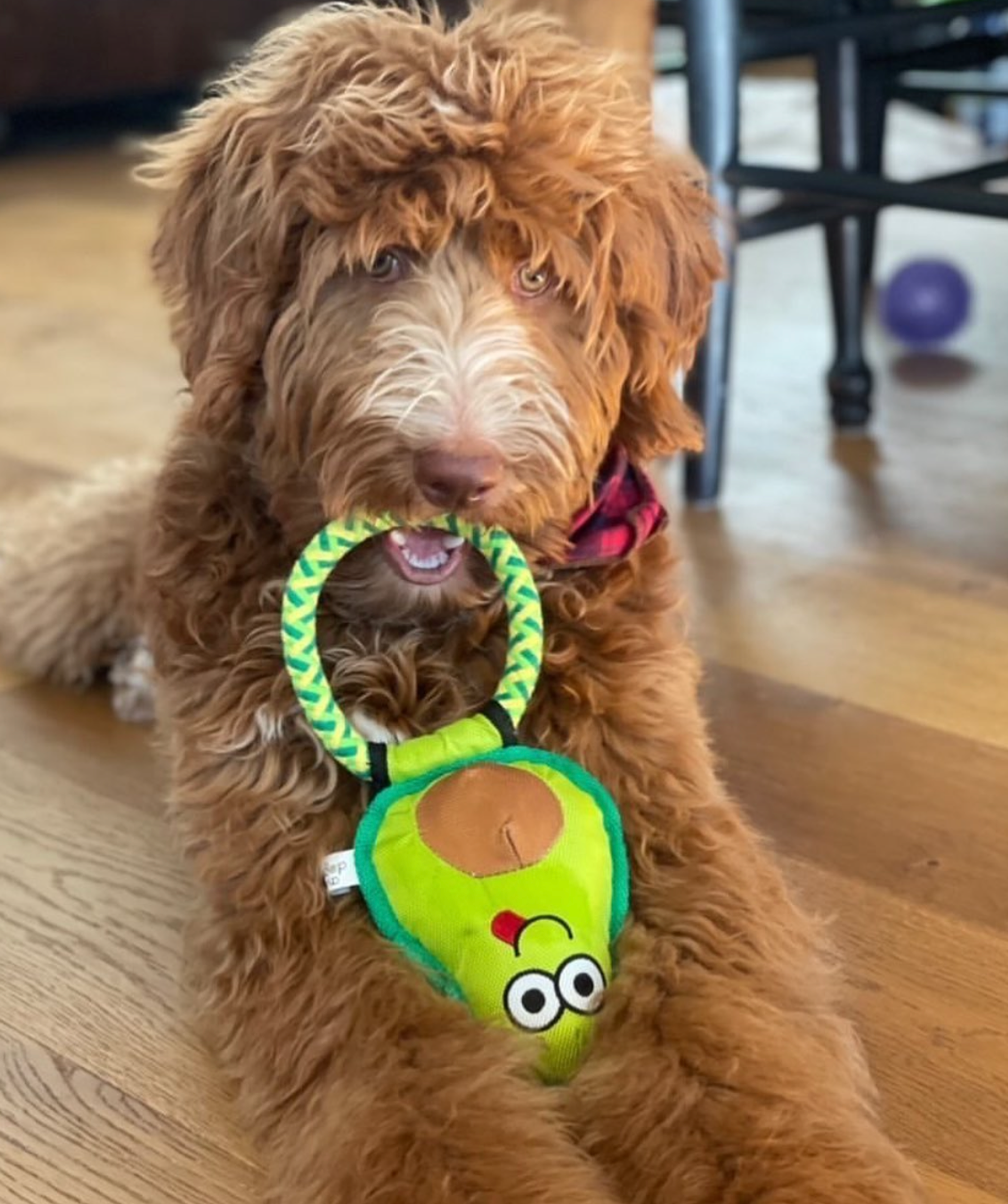 Avo Doggo-8