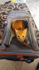 Mr. Peanut's Gold Series Pet Carrier 18 in L x 10.5 in W x 11 in H Platinum Gray-3