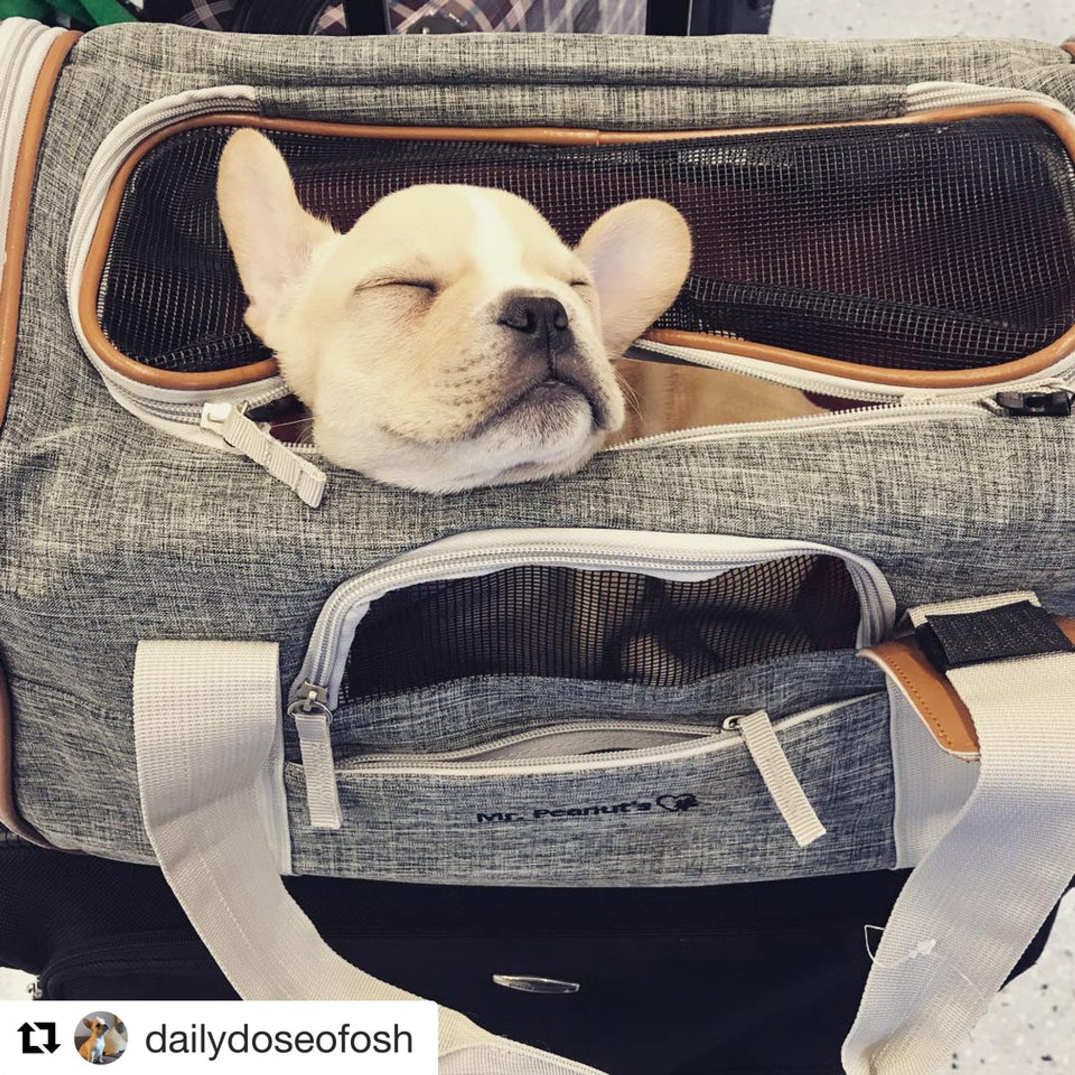 Mr. Peanut's Platinum Series Double Expandable Pet Carrier 18inLx10.5inWx11inH Snowflake Gray-8