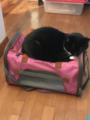 Mr. Peanut's Gold Series Pet Carrier 18 in L x 10.5 in W x 11 in H Rosa-3