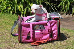 Mr. Peanut's Gold Series Pet Carrier 18 in L x 10.5 in W x 11 in H Rosa-4