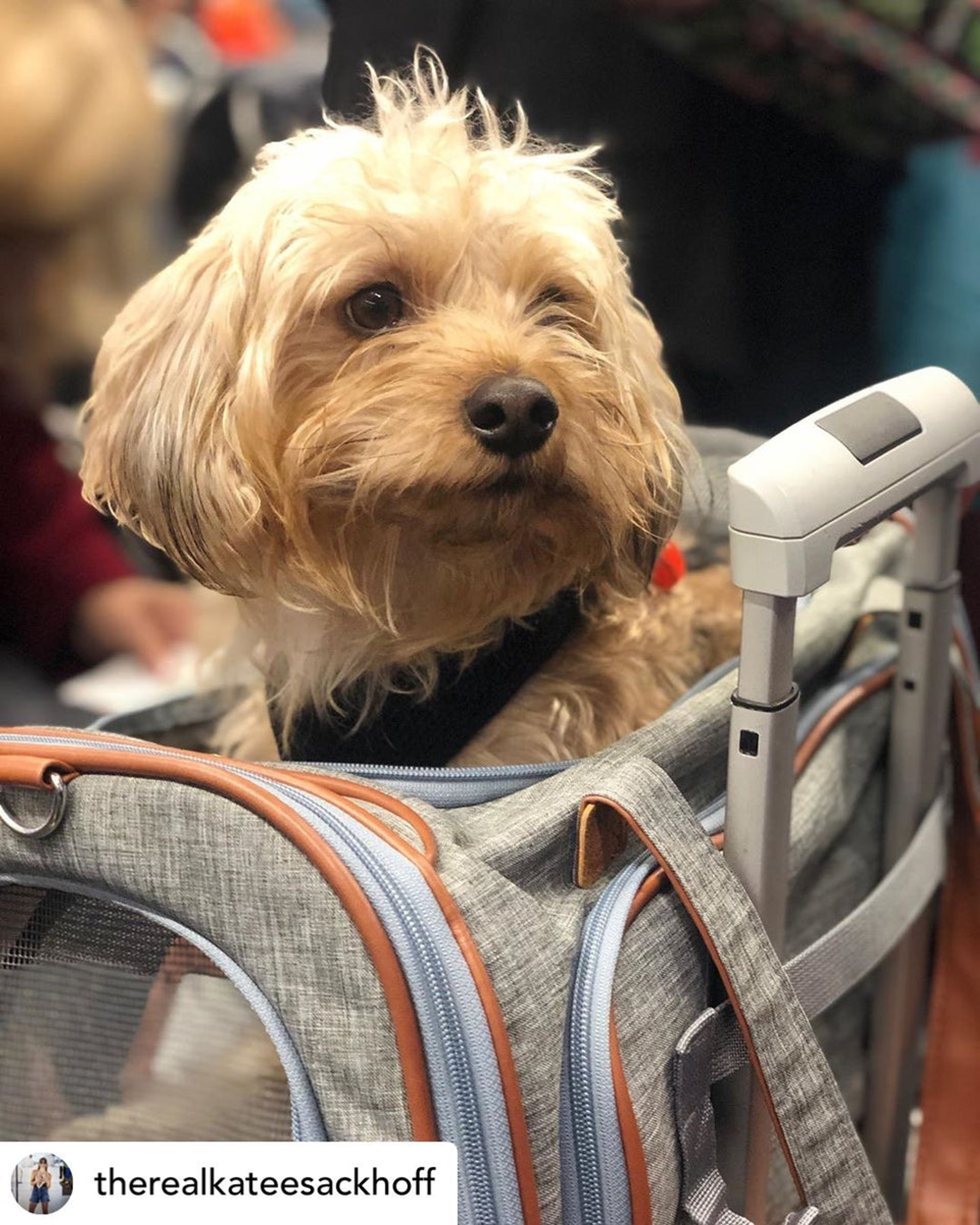 Mr. Peanut's Platinum Series Pet Carrier 18inLx10.5inWx11inH Twilight Gray-6
