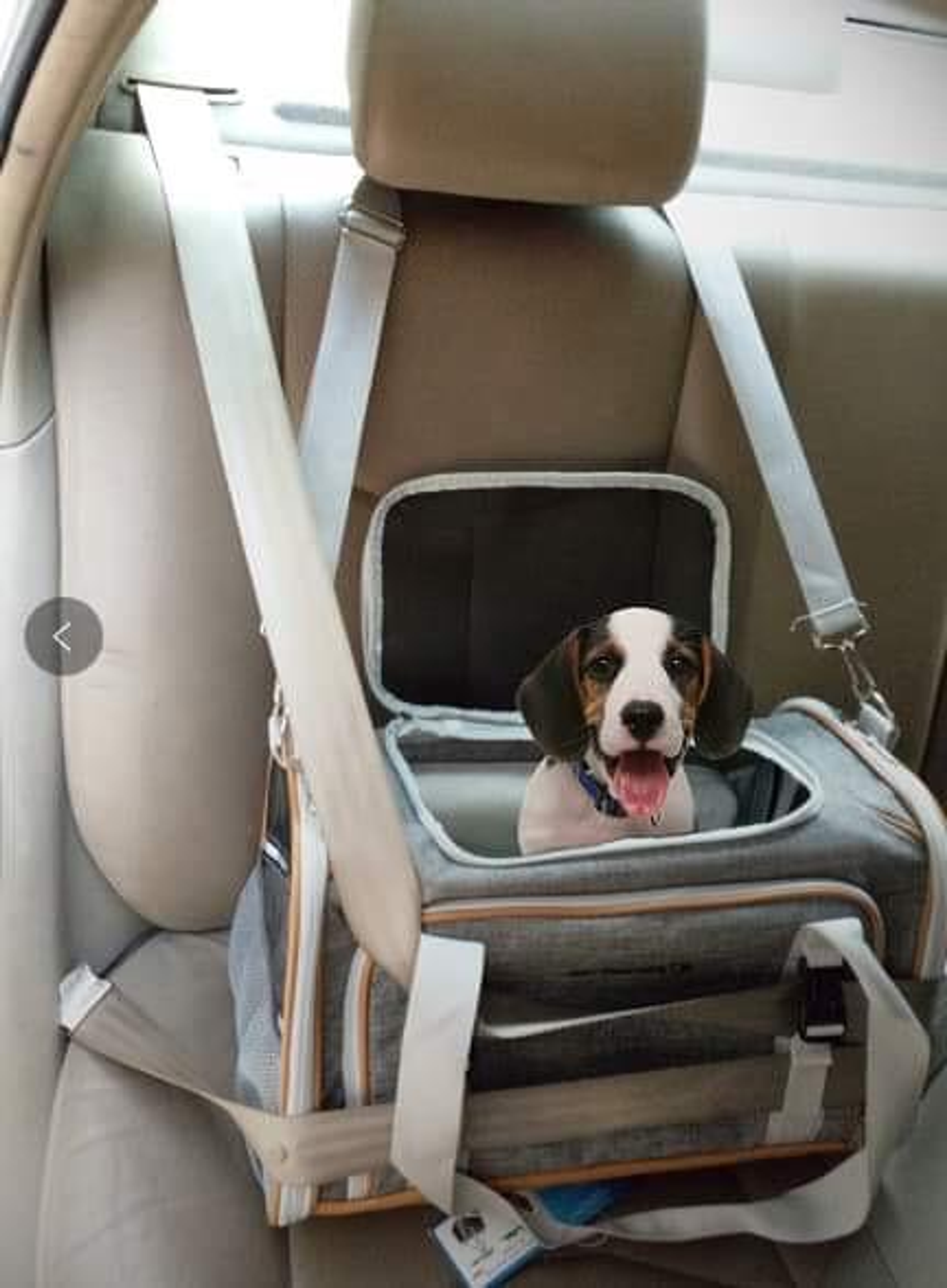 Mr. Peanut's Platinum Series Pet Carrier 18inLx10.5inWx11inH Twilight Gray-7