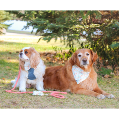 Spiced Coral Rope Dog Leash-4