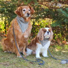 Stone Rope Dog Leash-3