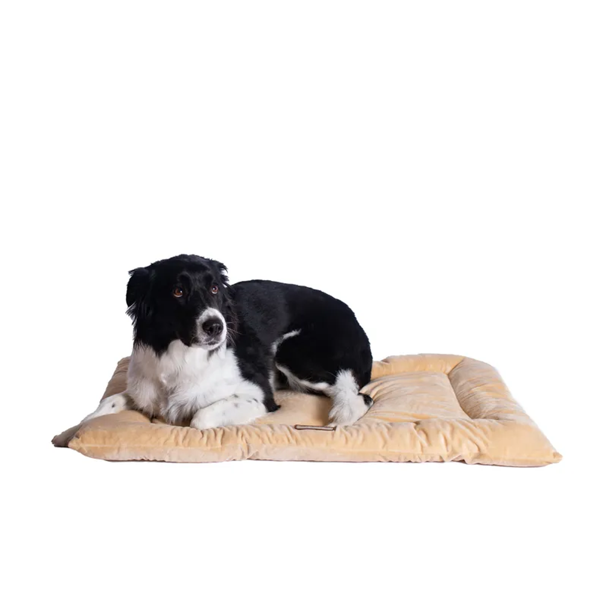 Armarkat Pet Bed Mat, Dog Crate Soft Pad W Poly Fill Cushion L Beige-5