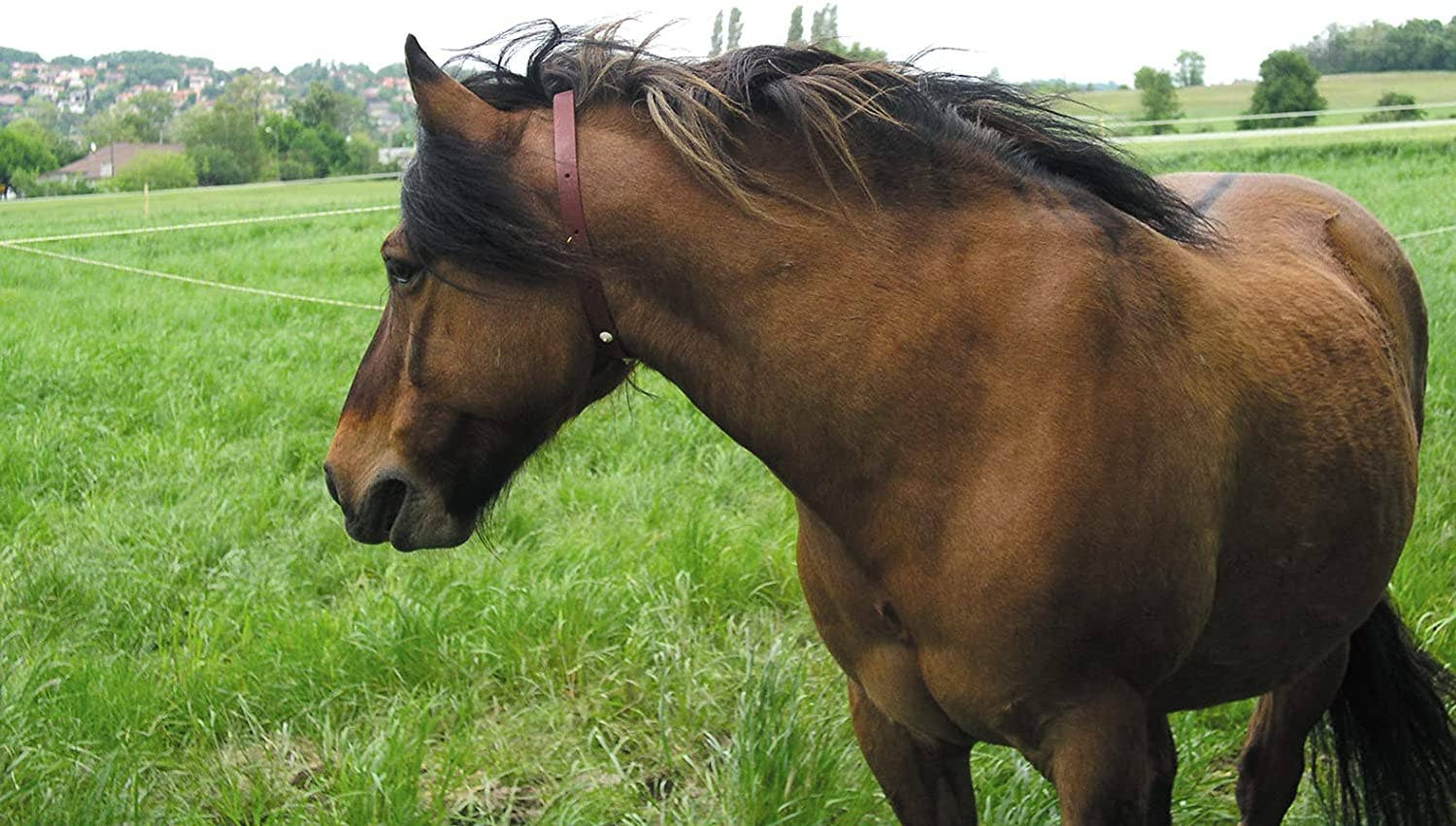 ALZOO Herbal Horse Collar-4