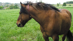 ALZOO Herbal Horse Collar-4