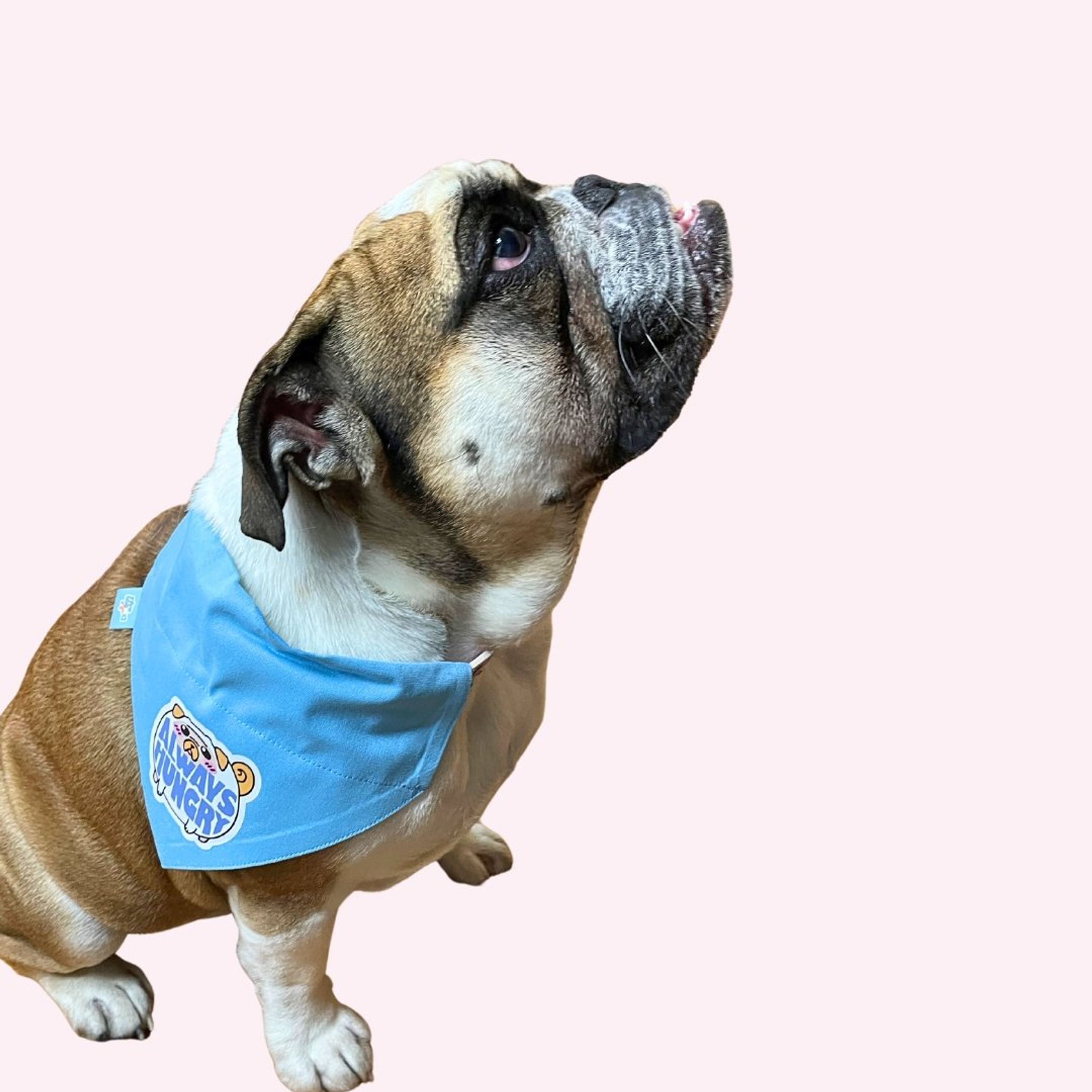 Always Hungry Blue Collar Bandana Large