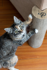 Kitty Corner Cat Scratching Post (2 pieces)-4