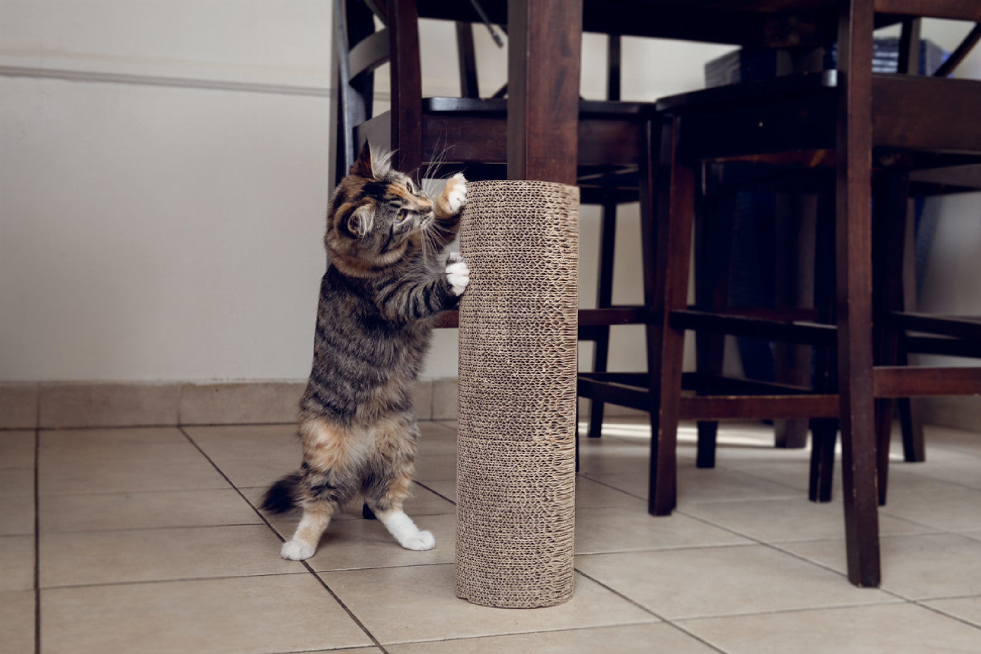 Kitty Corner Cat Scratching Post (2 pieces)-6