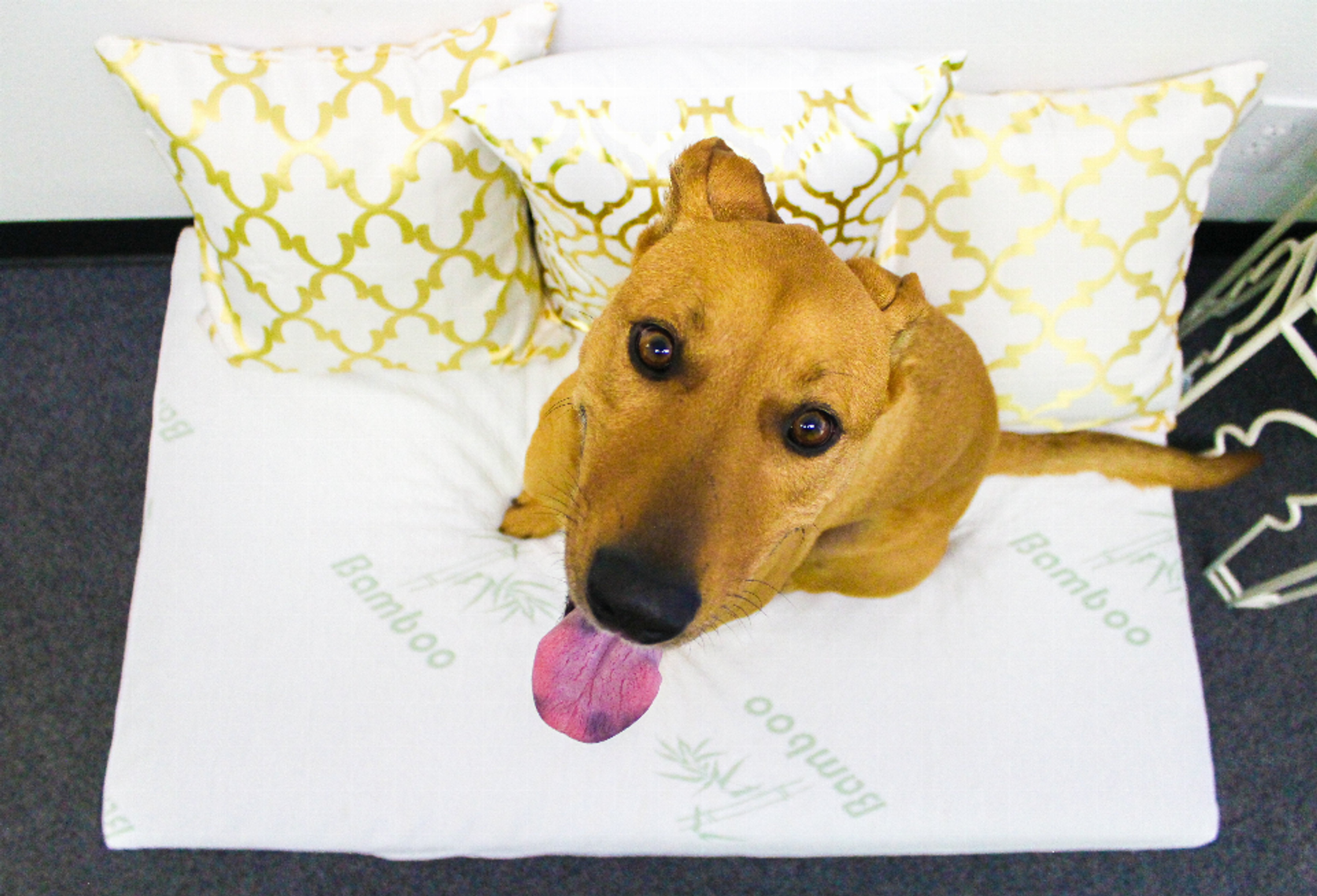 Bamboo Memory Foam Pet Bed Small-5