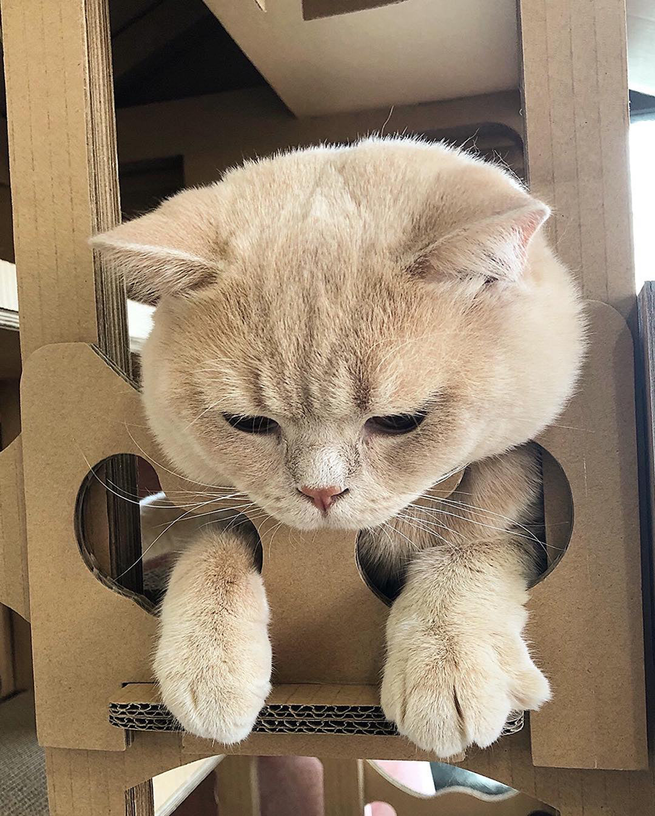 Feline Chateau Cat House-7