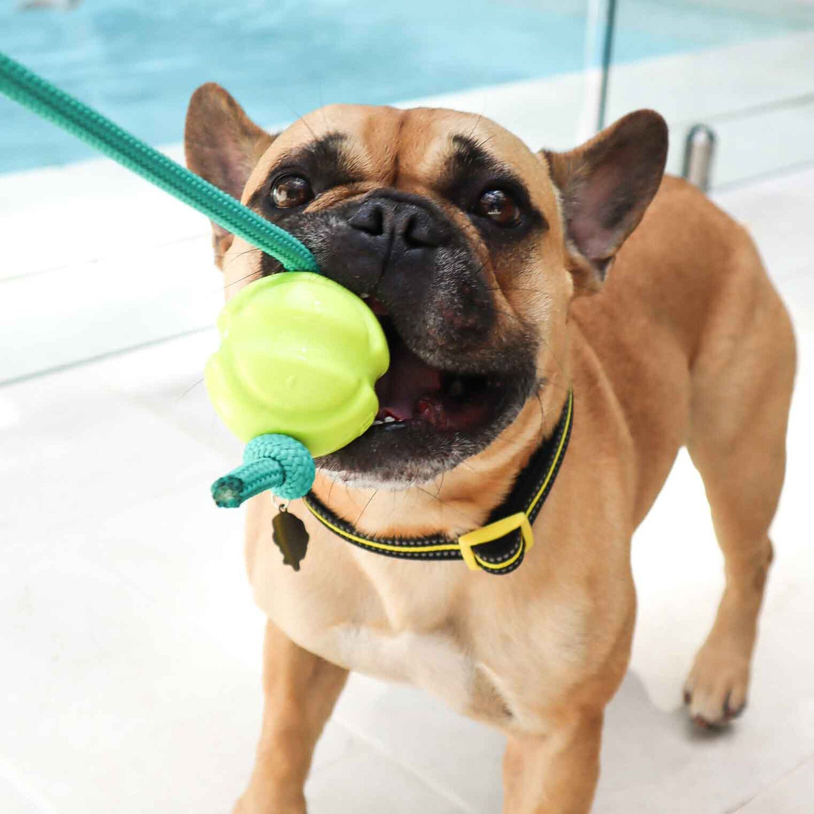 DOOG Fetch-ables Fetch-A-Tug Dog Toy Yellow-2
